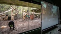 Taman Safari di Dvur Kralove, Republik Ceko memasang layar besar di kandang simpanse.  