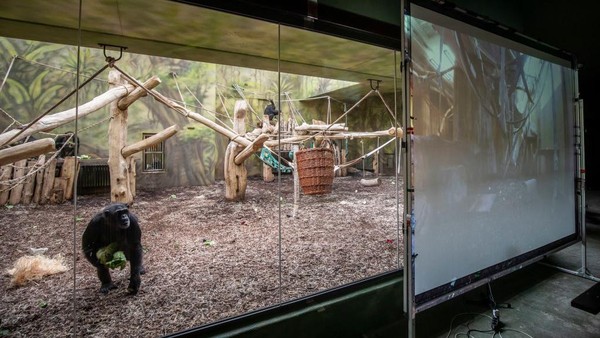 Taman Safari di Dvur Kralove, Republik Ceko memasang layar besar di kandang simpanse.  
