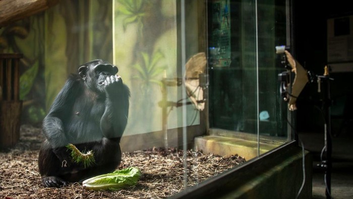 DVUR KRALOVE NAD LABEM, CZECH REPUBLIC - MARCH 19: Chimpanzees watch a live-stream on a screen set up in an enclosure at the Safari Park on March 19, 2021 in Dvur Kralove nad Labem, Czech Republic. The park has set up live-stream broadcasting from the zoo in Brno to enrich the daily life of their chimpanzees amid lockdown. The Safari Park launched the experimental project to give the chimpanzees something to watch to give them some stimulation while crowds are not allowed to visit the zoo due to the coronavirus pandemic. (Photo by Gabriel Kuchta/Getty Images)