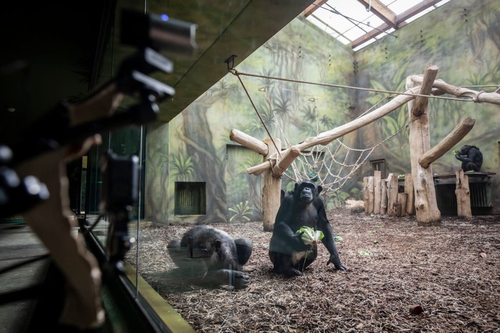 DVUR KRALOVE NAD LABEM, CZECH REPUBLIC - MARCH 19: Chimpanzees watch a live-stream on a screen set up in an enclosure at the Safari Park on March 19, 2021 in Dvur Kralove nad Labem, Czech Republic. The park has set up live-stream broadcasting from the zoo in Brno to enrich the daily life of their chimpanzees amid lockdown. The Safari Park launched the experimental project to give the chimpanzees something to watch to give them some stimulation while crowds are not allowed to visit the zoo due to the coronavirus pandemic. (Photo by Gabriel Kuchta/Getty Images)