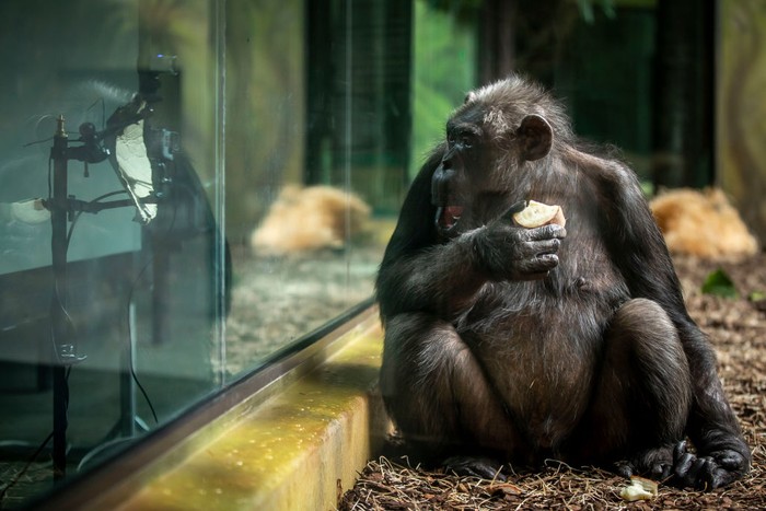 DVUR KRALOVE NAD LABEM, CZECH REPUBLIC - MARCH 19: Chimpanzees watch a live-stream on a screen set up in an enclosure at the Safari Park on March 19, 2021 in Dvur Kralove nad Labem, Czech Republic. The park has set up live-stream broadcasting from the zoo in Brno to enrich the daily life of their chimpanzees amid lockdown. The Safari Park launched the experimental project to give the chimpanzees something to watch to give them some stimulation while crowds are not allowed to visit the zoo due to the coronavirus pandemic. (Photo by Gabriel Kuchta/Getty Images)