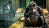 Pertama Kali, Simpanse Sembuhkan Luka dengan Mengoleskan Serangga