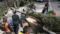 Sementara satu mobil jenis sedan berwarna silver masih tertimpa pohon.