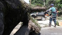 Sejumlah petugas saat ini tengah memotong batang pohon guna mengeluarkan mobil tersebut.