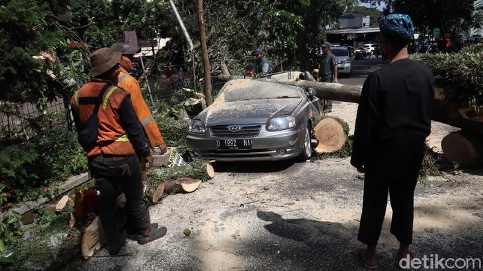 Sebuah pohon berukuran besar di Bandung tumbang. Pohon tersebut tumbang dan menimpa sejumlah kendaraan roda empat.