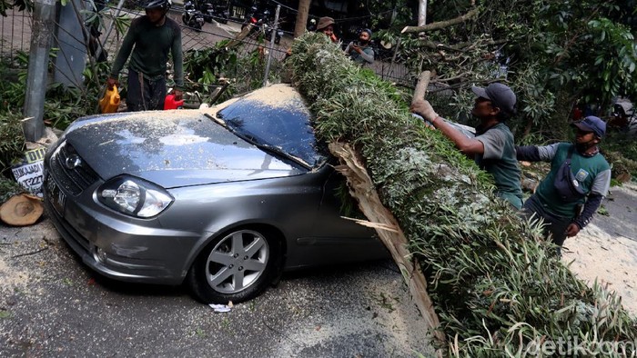 2 Mobil Ringsek Tertimpa Pohon Tumbang di Bandung Sebuah pohon berukuran besar di Bandung tumbang. Pohon tersebut tumbang dan menimpa sejumlah kendaraan roda empat.