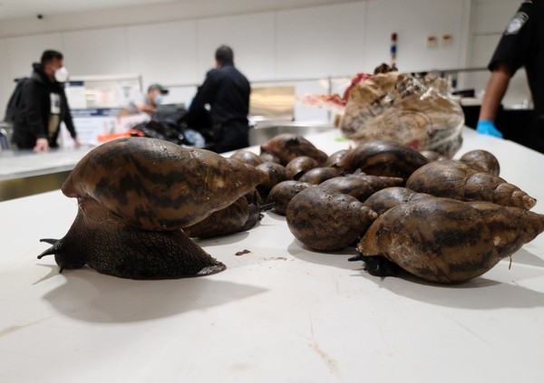 Siput ini juga menyebabkan kerusakan struktural pada struktur plester dan semen. Siput juga berkembang biak dengan cepat, menghasilkan sekitar 1.200 telur dalam satu tahun. Siput Afrika Raksasa yang sangat invasif juga menimbulkan risiko kesehatan yang serius bagi manusia karena membawa nematoda parasit yang dapat menyebabkan meningitis. Siput ini juga menyebabkan kerusakan struktural pada struktur plester dan semen. Siput juga berkembang biak dengan cepat, menghasilkan sekitar 1.200 telur dalam satu tahun. Siput Afrika Raksasa yang sangat invasif juga menimbulkan risiko kesehatan yang serius bagi manusia karena membawa nematoda parasit yang dapat menyebabkan meningitis.