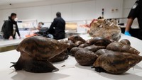 Siput ini juga menyebabkan kerusakan struktural pada struktur plester dan semen. Siput juga berkembang biak dengan cepat, menghasilkan sekitar 1.200 telur dalam satu tahun. Siput Afrika Raksasa yang sangat invasif juga menimbulkan risiko kesehatan yang serius bagi manusia karena membawa nematoda parasit yang dapat menyebabkan meningitis.