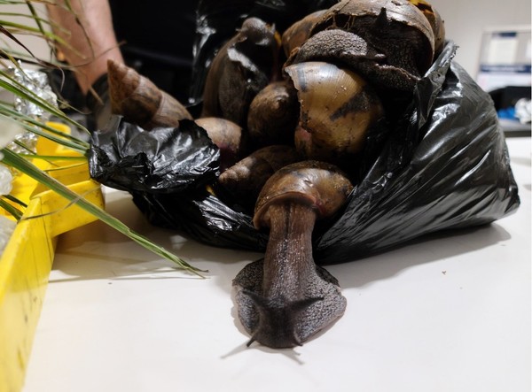 Menurut US Department of Agriculture (USDA) siput ini merupakan salah satu siput paling merusak di dunia karena mengkonsumsi sedikitnya 500 jenis tanaman. Ini mengancam sumber daya pertanian AS dan menyebabkan kerusakan parah pada lingkungan tropis dan sub-tropis. Menurut US Department of Agriculture (USDA) siput ini merupakan salah satu siput paling merusak di dunia karena mengkonsumsi sedikitnya 500 jenis tanaman. Ini mengancam sumber daya pertanian AS dan menyebabkan kerusakan parah pada lingkungan tropis dan sub-tropis.
