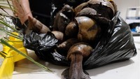 Menurut US Department of Agriculture (USDA) siput ini merupakan salah satu siput paling merusak di dunia karena mengkonsumsi sedikitnya 500 jenis tanaman. Ini mengancam sumber daya pertanian AS dan menyebabkan kerusakan parah pada lingkungan tropis dan sub-tropis.