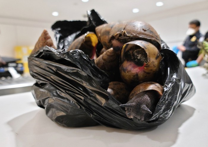 Siput Raksasa Afrika