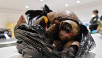 Petugas di Bandara Internasional John F. Kennedy mendapat tangkapan tidak biasa. Mereka menyita 22 ekor Giant African Snail atau Siput Afrika raksasa yang dibawa oleh seorang turis.