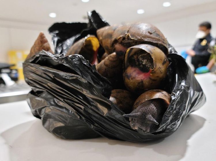 Foto Siput Raksasa Afrika, Lambat tapi Berbahaya