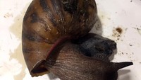 Menurut USDA, Siput Afrika raksasa (Lissachatina fulica) pertama kali ditemukan di Florida selatan pada tahun 1960-an. Butuhk waktu 10 tahun dan USD 1 juta untuk memberantasnya. 