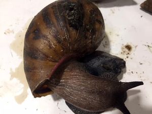 Terendus Bau Aneh, Ternyata Penumpang Bawa 90 Siput Raksasa di Dalam Tasnya