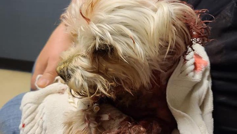 Anjing Diserang Beruang Anjing Diserang Beruang