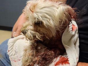Pastor Baik Hati Selamatkan Anjing dari Terkaman Beruang