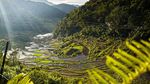 Foto Sawah Kuno yang Jadi Keajaiban UNESCO di Filipina