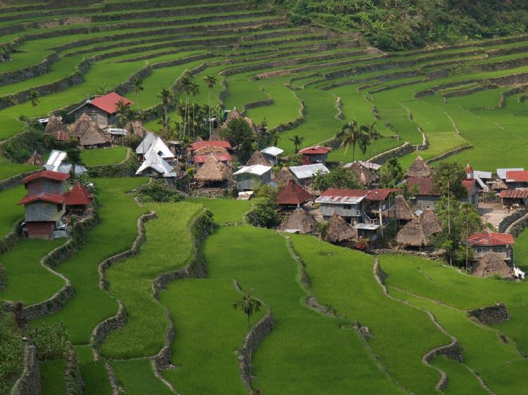 Foto Sawah Kuno yang Jadi Keajaiban UNESCO di Filipina
