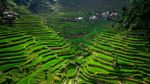 Foto Sawah Kuno yang Jadi Keajaiban UNESCO di Filipina