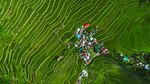Foto Sawah Kuno yang Jadi Keajaiban UNESCO di Filipina