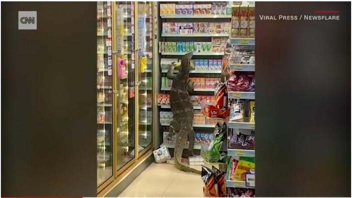 Biawak berukuran cukup besar meneror para pembeli di sebuah outlet 7-11 di Thailand. Dalam sebuah video yang beredar terlihat si biawak memanjat rak tempat aneka macam susu.