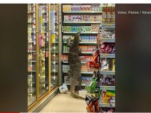 Biawak Raksasa Meneror Pembeli di 7-Eleven