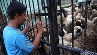 Seorang anak melihat kambing yang dievakuasi di SD Kebon Melati 01, Jakarta Pusat, Jumat (9/4/2021).