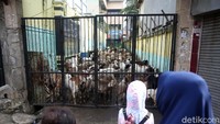 Kambing-kambing ini memenuhi akses jalan menuju gedung sekolah.