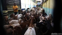 Kambing milik pedagang korban kebakaran Pasar Kambing Tanah abang dievakuasi di SD Kebon Melati 01, Jakarta Pusat.
