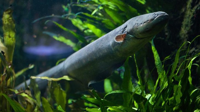 Cerita Susi Pudjiastuti Tentang Ikan Sidat yang Nyaris Punah