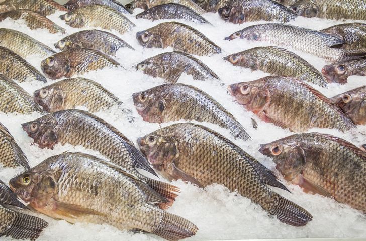 5 Fakta Ikan Nila, Ikan Air Tawar yang Kaya Nutrisi dan Khasiat