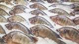 10 Fakta Menarik tentang Ikan Nila yang Harus Diketahui