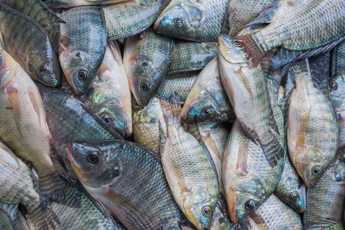 5 Fakta Ikan Nila, Ikan Air Tawar yang Kaya Nutrisi dan Khasiat