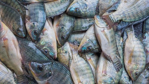 5 Fakta Ikan Nila, Ikan Air Tawar yang Kaya Nutrisi dan Khasiat