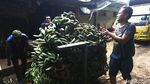 Jelang Ramadhan, Permintaan Pisang di Pasar Kramat Jati Meningkat