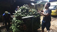 Puluhan angkutan kendaraan dari berbagai daerah membawa pisang ke pasar Induk Kramat Jati untuk dipasok ke Jabodetabek.  