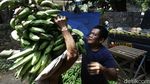 Jelang Ramadhan, Permintaan Pisang di Pasar Kramat Jati Meningkat