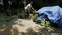 Biasanya pembeli buah pisang adalah para penjual kudapan buka puasa.  