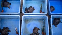 Enam penyu laut dilepaskan setelah dua bulan mereka menjalani perawatan pasca bencana tumpahan minyak di laut mediterania.  