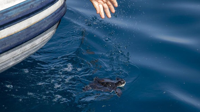 Momen Pelepasliaran Penyu di Laut Mediterania An 8- month- old green sea turtle swims in the Mediterranean Sea after it was released off the coast in Michmoret, Israel, Wednesday, April 7, 2021. Six sea turtles were released 2 month after they were rescued and gone through treatment after a disastrous oil spill that has blackened most of the country's shoreline and reached beaches of neighboring Lebanon. (AP Photo/Ariel Schalit)