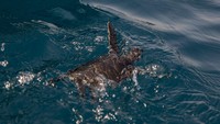 Kini hewan-hewan laut yang berhasil diselamatkan dan telah menjalani perawatan kembali dilepasliarkan ke habitatnya.  