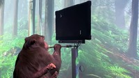 Neuralink pamerkan monyet yang bisa main game dengan kekuatan pikiran