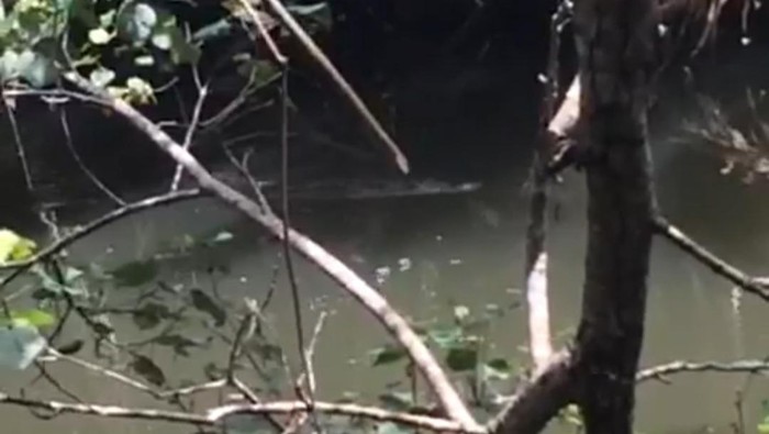 Penampakan buaya di Sungai Citonjong, Pangandaran.