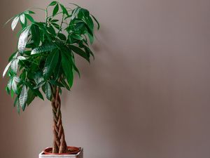 5 Tanaman Ini Jadi Simbol Keberuntungan dan Rezeki Menurut Feng Shui