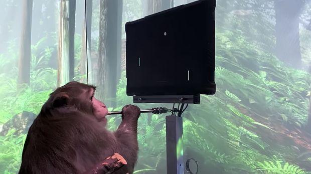 Seekor monyet memainkan game Pong hanya dengan menggunakan otaknya. (Tangkapan Layar youtube Neuralink)