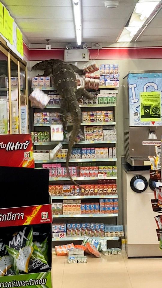 Tamu Tak Diundang! Biawak Raksasa 1,8 Meter 'Mampir' ke Minimarket