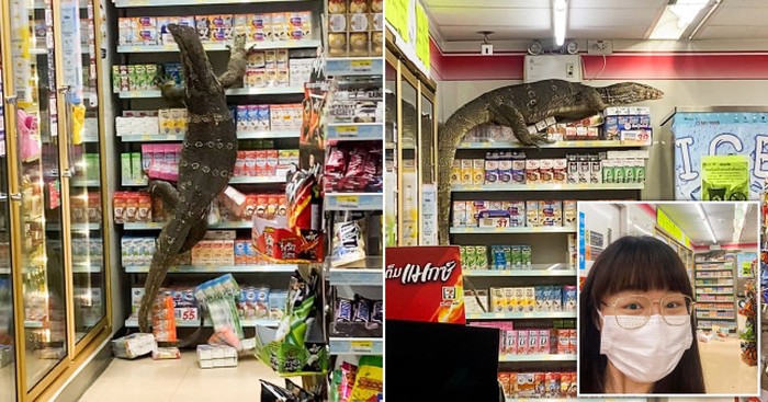 Tamu Tak Diundang! Biawak Raksasa 1,8 Meter ‘Mampir’ ke Minimarket