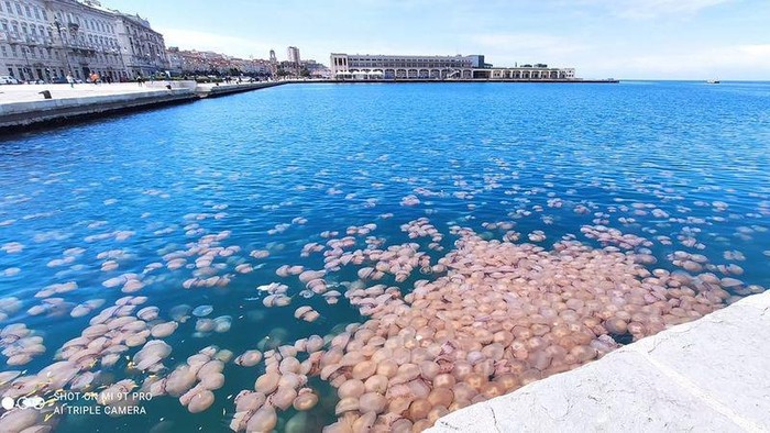 Ubur-ubur Pink di Pelabuhan Italia