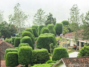 Harga Tiket Bukit Jamur Rancabolang Ciwidey, Spot Wisata TerPOTD